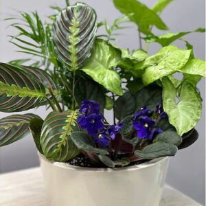 Le Petit Garden - 8 inch