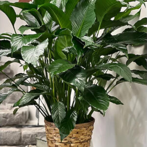 Peace Lily ~ 10 inch Pot Size